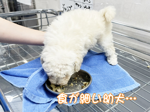 １年生が成犬、２年生が子犬をお世話♪
